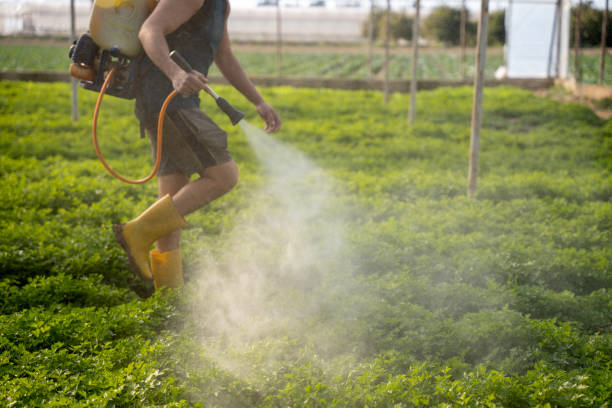 Best Exterminator Services  in Chatham, VA